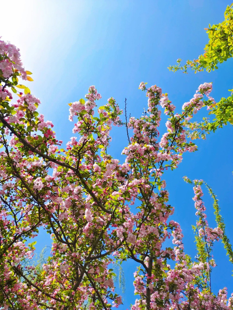 🌸𝓢𝓹𝓻𝓲𝓷𝓰🌸